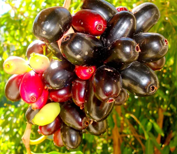 Hybrid_Malabar_Plum/Black_Jamun_Live_Fruit_Plant_&_Tree_(1.5-3.5_Ft_Height)_Java_Plam_Good_For_Health,_Pack_Of_1