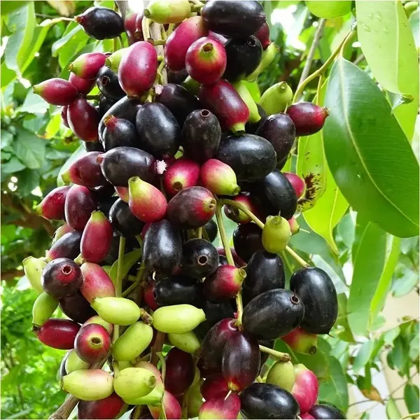Hybrid_Malabar_Plum/Black_Jamun_Live_Fruit_Plant_&_Tree_(1.5-3.5_Ft_Height)_Java_Plam_Good_For_Health,_Pack_Of_1