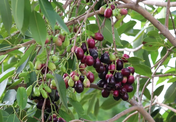 Hybrid_Malabar_Plum/Black_Jamun_Live_Fruit_Plant_&_Tree_(1.5-3.5_Ft_Height)_Java_Plam_Good_For_Health,_Pack_Of_1