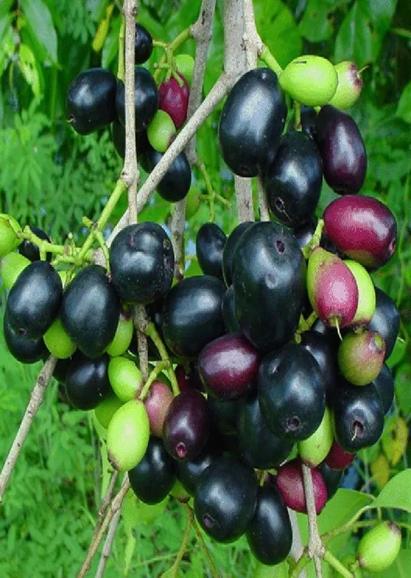 Hybrid_Malabar_Plum/Black_Jamun_Live_Fruit_Plant_&_Tree_(1.5-3.5_Ft_Height)_Java_Plam_Good_For_Health,_Pack_Of_1