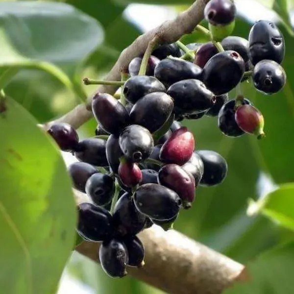 Hybrid_Malabar_Plum/Black_Jamun_Live_Fruit_Plant_&_Tree_(1.5-3.5_Ft_Height)_Java_Plam_Good_For_Health,_Pack_Of_1