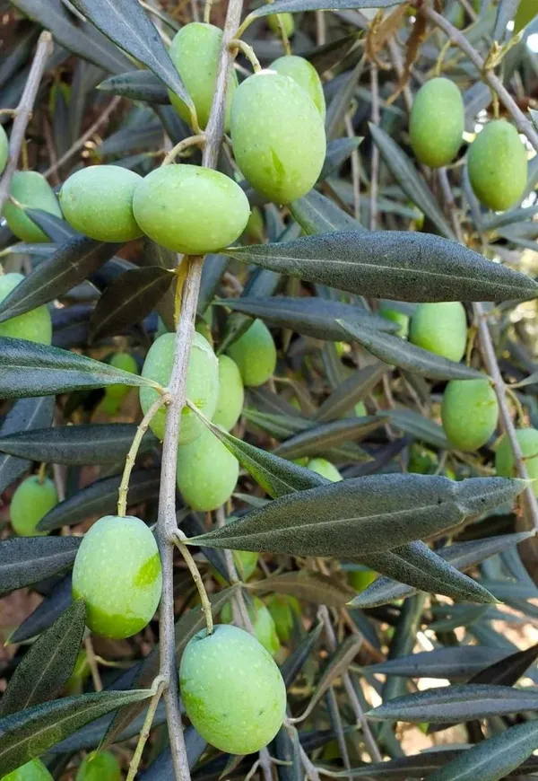 Hybrid_Olive/Jolpai_Live_Fruit_Plant_&_Tree_For_Your_Home_Garden_(1.5-3.5_Ft_Height)_Pack_Of_1