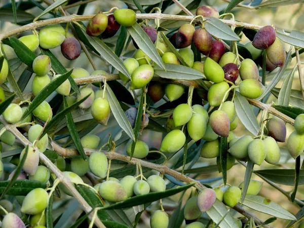Hybrid_Olive/Jolpai_Live_Fruit_Plant_&_Tree_For_Your_Home_Garden_(1.5-3.5_Ft_Height)_Pack_Of_1