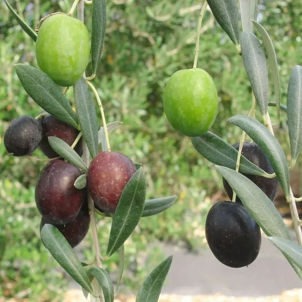 Hybrid_Olive/Jolpai_Live_Fruit_Plant_&_Tree_For_Your_Home_Garden_(1.5-3.5_Ft_Height)_Pack_Of_1