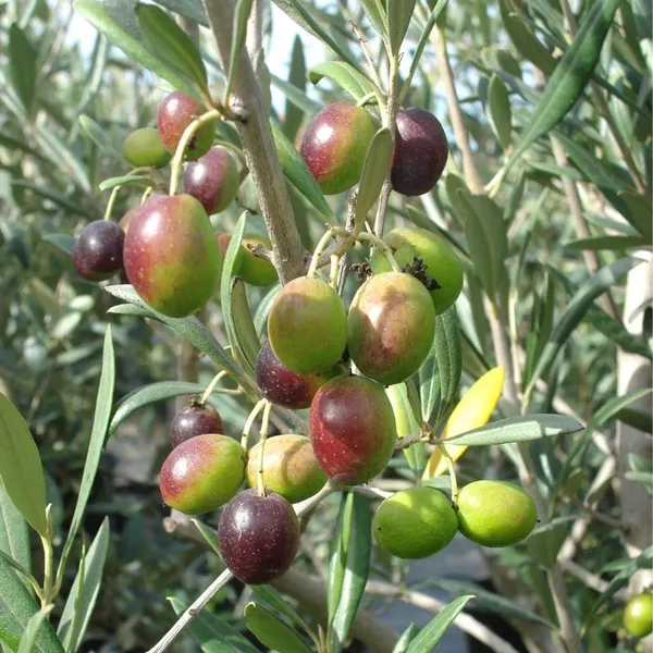 Hybrid_Olive/Jolpai_Live_Fruit_Plant_&_Tree_For_Your_Home_Garden_(1.5-3.5_Ft_Height)_Pack_Of_1