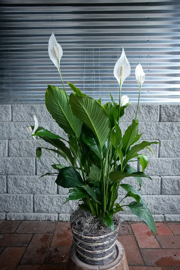 Hybrid_Peace_Lily_Flower_Plant_With_Amazing_Fragrance_For_Indoor_Plant/Air_Purifier_Plant/Gardening_(Pack_Of_1)