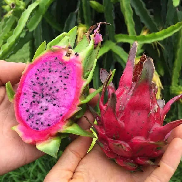 Hybrid_Pink_Dragon_Fruit_Plant_&_Tree_For_Your_Garden,_Pack_Of_1