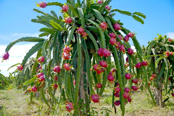 Hybrid_Pink_Dragon_Fruit_Plant_&_Tree_For_Your_Garden,_Pack_Of_1