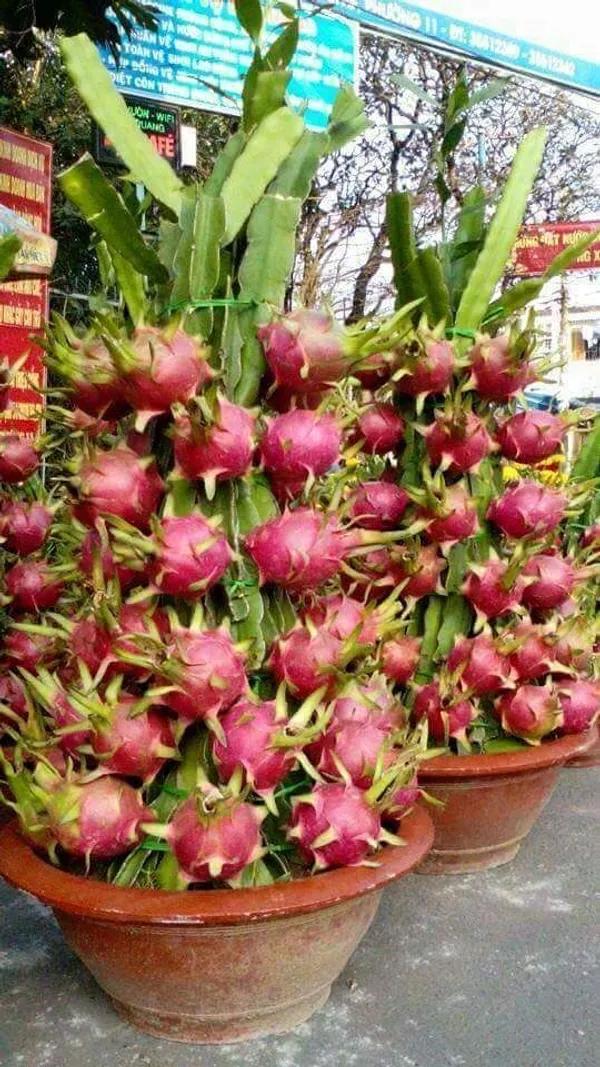 Hybrid_Pink_Dragon_Fruit_Plant_&_Tree_For_Your_Garden,_Pack_Of_1