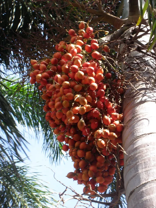 Hybrid_Supari_Plant_&_Tree_(1.5-3.5_Ft_Height)_For_Home_Garden_Well_Watered_Betel_Nut_Plant_Age_1.5_Years_(Pack_Of_1)