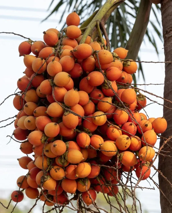 Hybrid_Supari_Plant_&_Tree_(1.5-3.5_Ft_Height)_For_Home_Garden_Well_Watered_Betel_Nut_Plant_Age_1.5_Years_(Pack_Of_1)
