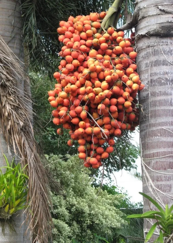Hybrid_Supari_Plant_&_Tree_(1.5-3.5_Ft_Height)_For_Home_Garden_Well_Watered_Betel_Nut_Plant_Age_1.5_Years_(Pack_Of_1)