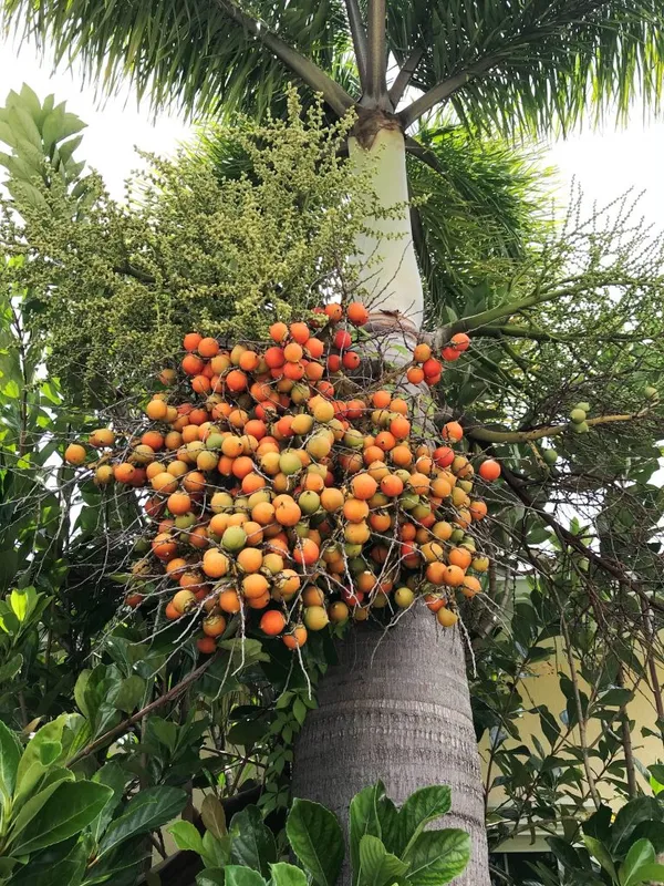 Hybrid_Supari_Plant_&_Tree_(1.5-3.5_Ft_Height)_For_Home_Garden_Well_Watered_Betel_Nut_Plant_Age_1.5_Years_(Pack_Of_1)