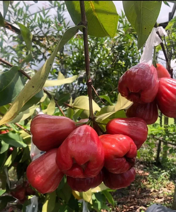 Hybrid_Wax_Apple_Live_Fruit_Plant_&_Tree_For_Home_Garden,_Pack_Of_1