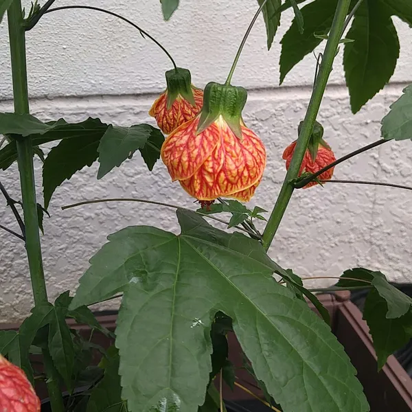 Iconic_Hibiscus/Gudhal_Live_Flower_Plant_&_Tree_For_Shrub/Bush/Home_Garden,_Well_Watered_Healthy_Plant,_Pack_Of_1