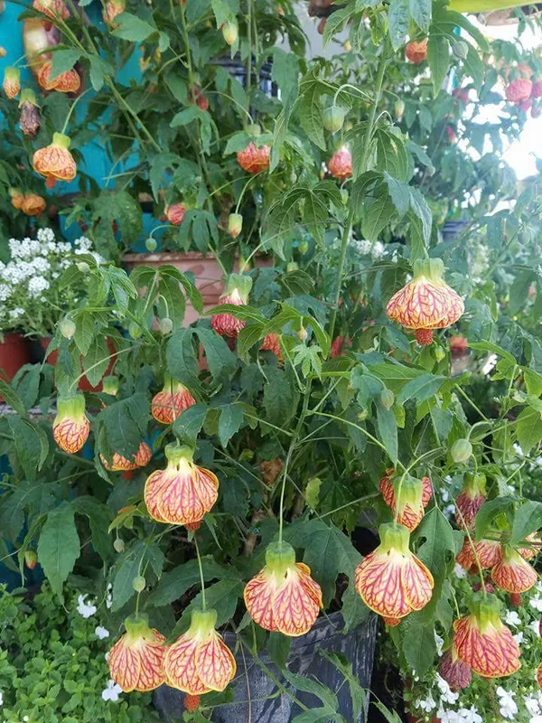 Iconic_Hibiscus/Gudhal_Live_Flower_Plant_&_Tree_For_Shrub/Bush/Home_Garden,_Well_Watered_Healthy_Plant,_Pack_Of_1