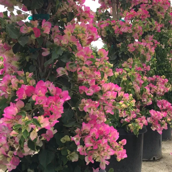 Imperial_Thai_Delight_Variety_Bougainvillea_Attractive_Paper_Flower_Plant_&_Tree_(1.5-3.5_Ft_Height)_For_Gardening,_Pack_Of_1