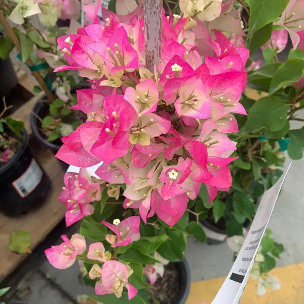Imperial_Thai_Delight_Variety_Bougainvillea_Attractive_Paper_Flower_Plant_&_Tree_(1.5-3.5_Ft_Height)_For_Gardening,_Pack_Of_1