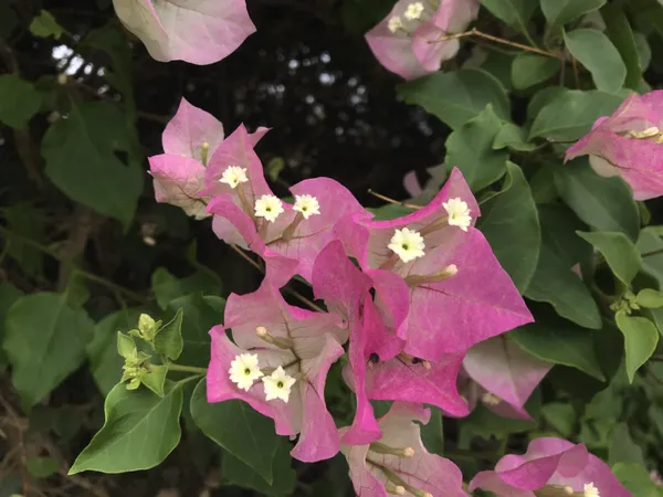 Imperial_Thai_Delight_Variety_Bougainvillea_Attractive_Paper_Flower_Plant_&_Tree_(1.5-3.5_Ft_Height)_For_Gardening,_Pack_Of_1