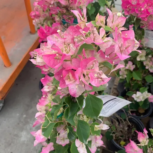 Imperial_Thai_Delight_Variety_Bougainvillea_Attractive_Paper_Flower_Plant_&_Tree_(1.5-3.5_Ft_Height)_For_Gardening,_Pack_Of_1