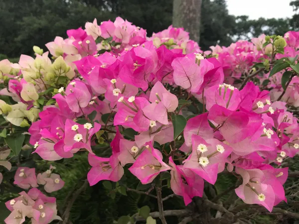 Imperial_Thai_Delight_Variety_Bougainvillea_Attractive_Paper_Flower_Plant_&_Tree_(1.5-3.5_Ft_Height)_For_Gardening,_Pack_Of_1