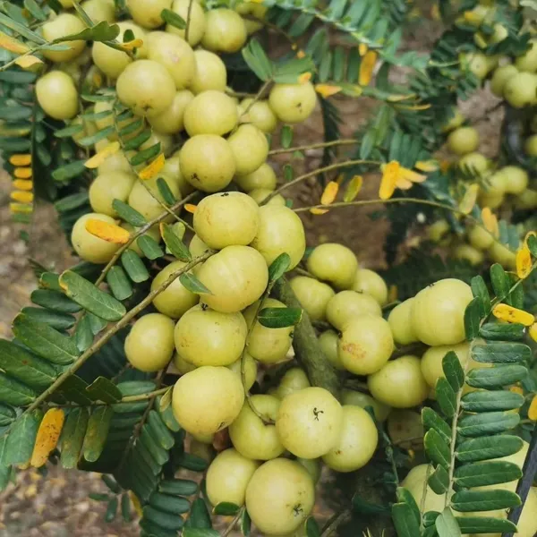 Indian_Gooseberry_Healthy_Fruit_Plant_&_Tree_For_Garden,_Well_Watered_Amlaki/Amla_Plant_(Hybrid,_Pack_Of_1)