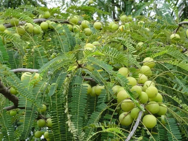 Indian_Gooseberry_Healthy_Fruit_Plant_&_Tree_For_Garden,_Well_Watered_Amlaki/Amla_Plant_(Hybrid,_Pack_Of_1)