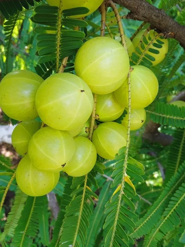 Indian_Gooseberry_Healthy_Fruit_Plant_&_Tree_For_Garden,_Well_Watered_Amlaki/Amla_Plant_(Hybrid,_Pack_Of_1)