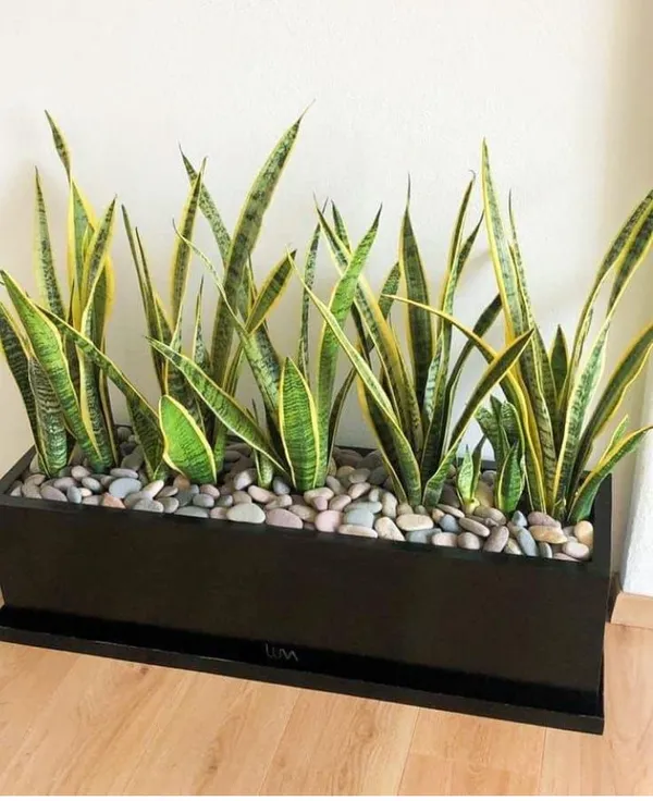 Indoor_Yellow_Snake_Plant