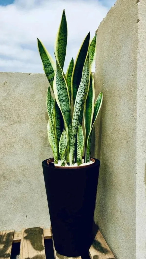 Indoor_Yellow_Snake_Plant