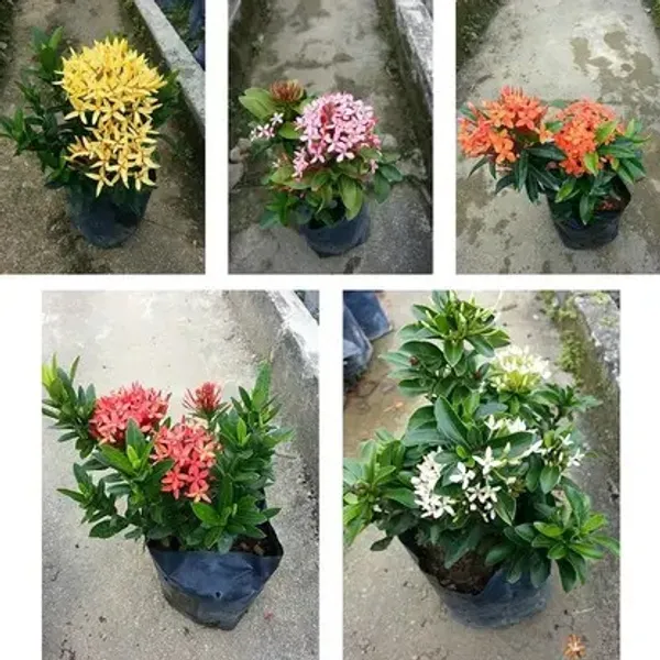 Ixora_Plant__(Pack_of_5)