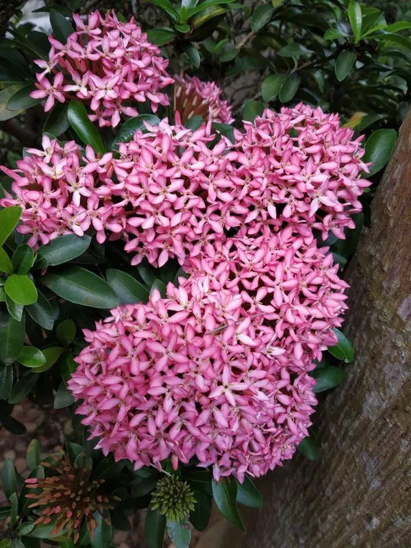Ixora_Plant__(Pack_of_5)