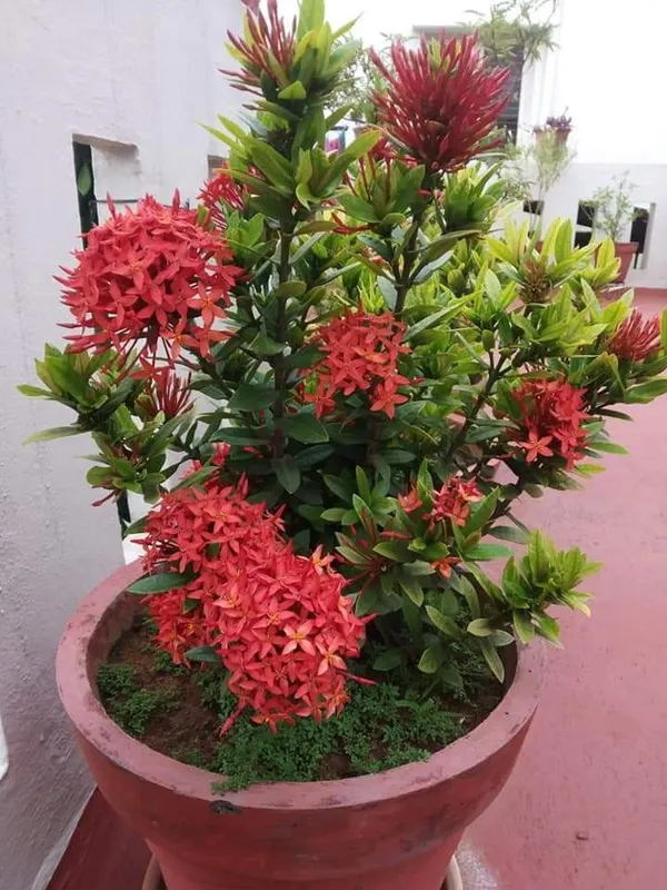 Ixora_Plant__(Pack_of_5)