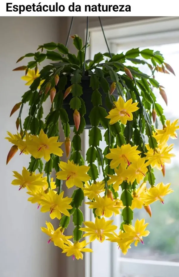 Jaigo_Christmas_Cactus_Live_Plant_with_Grow_Bag,_Red_Blooming,_Pack_of_1