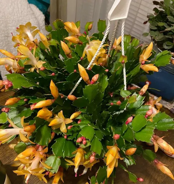 Jaigo_Christmas_Cactus_Live_Plant_with_Grow_Bag,_Red_Blooming,_Pack_of_1