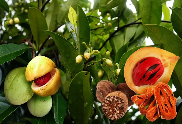 Jaiphal_Spice_(nutmeg)_Plant_&_Tree_For_Home_Garden_Jaifal_Aromatic_Seed_Hybrid_Fruit_Plant_(Pack_Of_1)