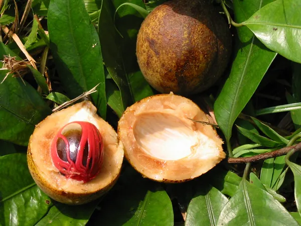 Jaiphal_Spice_(nutmeg)_Plant_&_Tree_For_Home_Garden_Jaifal_Aromatic_Seed_Hybrid_Fruit_Plant_(Pack_Of_1)
