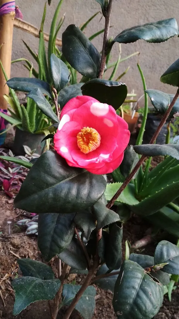 Japanese_Camellia_Live_Flower_Plant