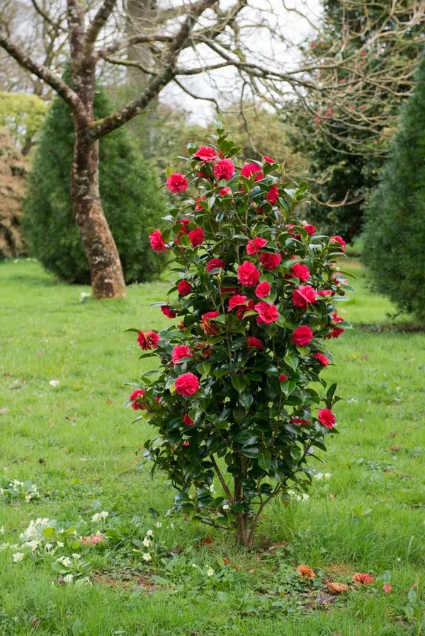 Japanese_Camellia_Live_Flower_Plant