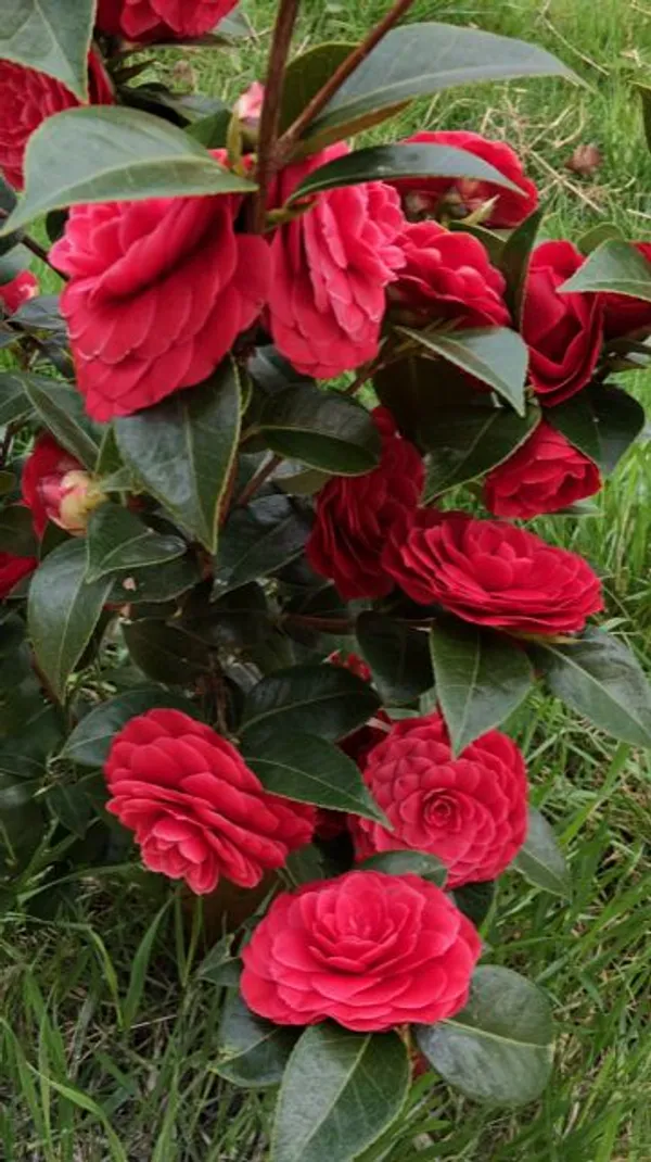 Japanese_Camellia_Live_Flower_Plant