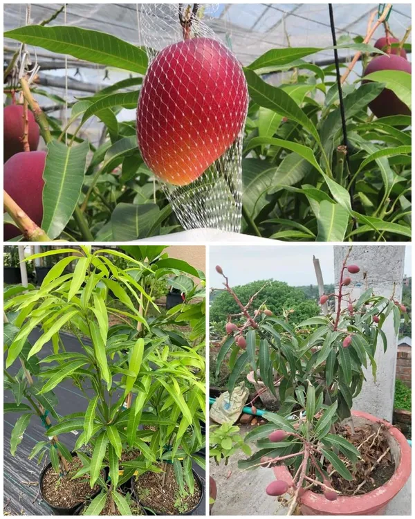Expensive_Japanese_Miyazaki__Smooth_Texture_Mango_Fruit_Plant_&_Tree_(1.5-3.5_Ft_Height)_Pack_Of_1