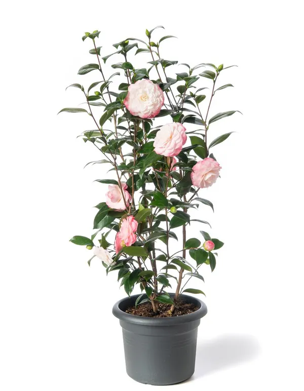 Japonica_Variety_Camellia_Live_Flower_Plant_&_Tree_For_Your_Sweet_Home_Garden_(1.5-3.5_Ft_Height)_Pack_Of_1