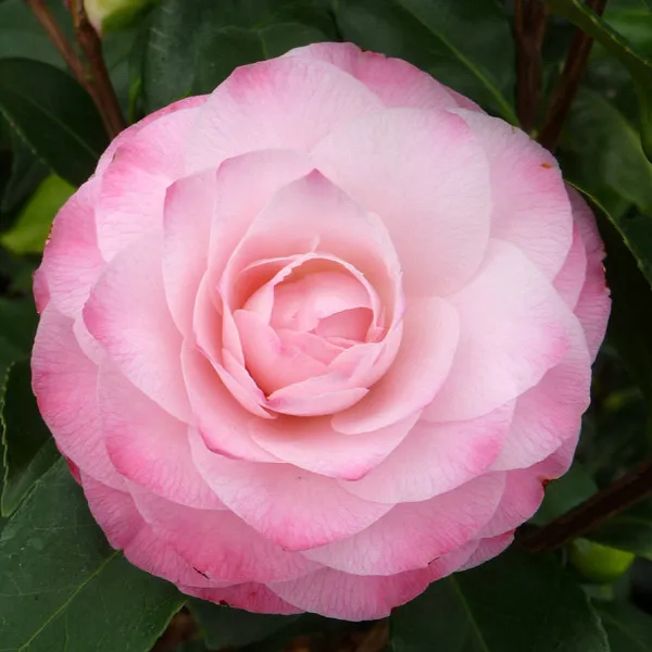 Japonica_Variety_Camellia_Live_Flower_Plant_&_Tree_For_Your_Sweet_Home_Garden_(1.5-3.5_Ft_Height)_Pack_Of_1