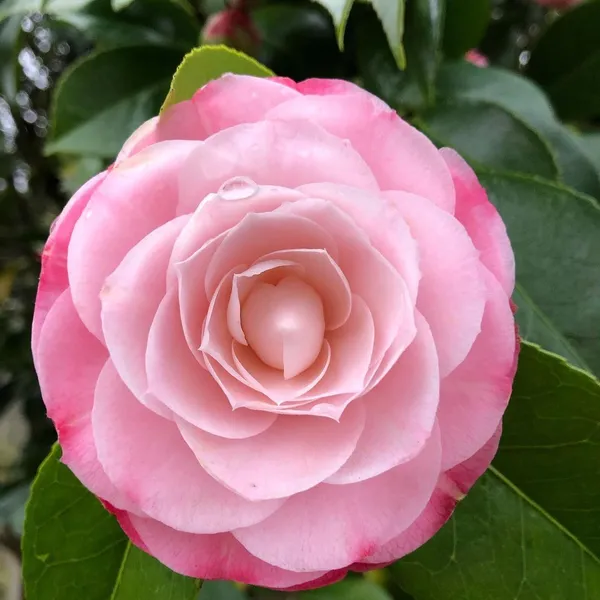 Japonica_Variety_Camellia_Live_Flower_Plant_&_Tree_For_Your_Sweet_Home_Garden_(1.5-3.5_Ft_Height)_Pack_Of_1