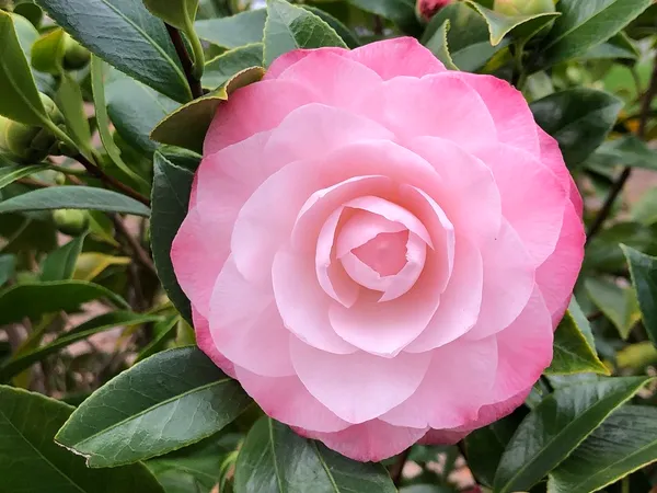 Japonica_Variety_Camellia_Live_Flower_Plant_&_Tree_For_Your_Sweet_Home_Garden_(1.5-3.5_Ft_Height)_Pack_Of_1