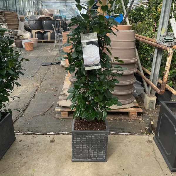 Japonica_Variety_Snow_White_Camellia_Ready_To_Flower_Plant_&_Tree_(1.5-3.5_Ft_Height)_For_Your_Sweet_Home_Garden_(Hybrid,_Pack_Of_1)