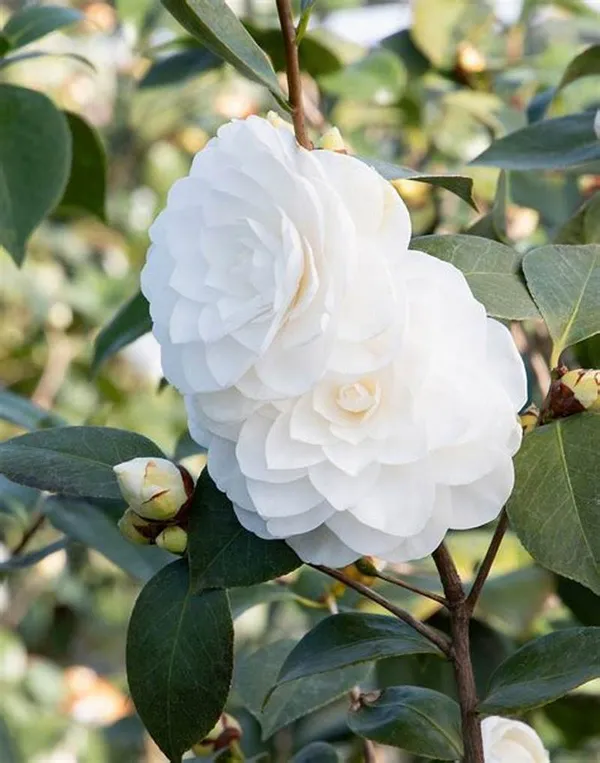 Japonica_Variety_Snow_White_Camellia_Ready_To_Flower_Plant_&_Tree_(1.5-3.5_Ft_Height)_For_Your_Sweet_Home_Garden_(Hybrid,_Pack_Of_1)