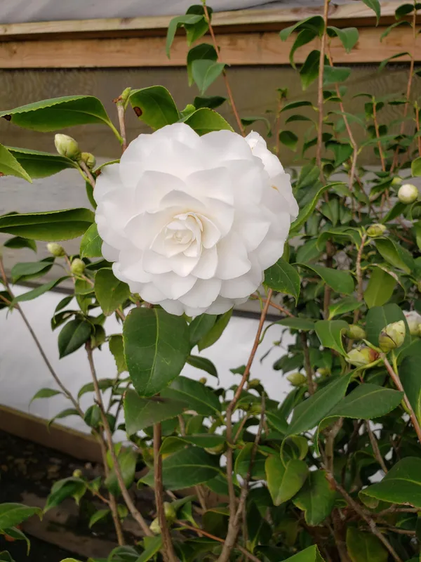 Japonica_Variety_Snow_White_Camellia_Ready_To_Flower_Plant_&_Tree_(1.5-3.5_Ft_Height)_For_Your_Sweet_Home_Garden_(Hybrid,_Pack_Of_1)