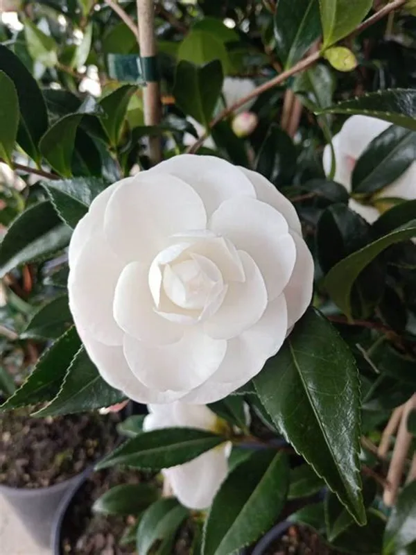 Japonica_Variety_Snow_White_Camellia_Ready_To_Flower_Plant_&_Tree_(1.5-3.5_Ft_Height)_For_Your_Sweet_Home_Garden_(Hybrid,_Pack_Of_1)