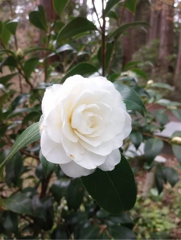 Japonica_Variety_Snow_White_Camellia_Ready_To_Flower_Plant_&_Tree_(1.5-3.5_Ft_Height)_For_Your_Sweet_Home_Garden_(Hybrid,_Pack_Of_1)